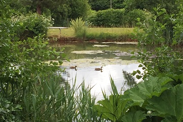 The Meadows